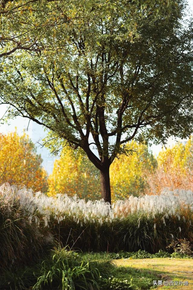 地铁直达！秋日末尾的“落叶大道”不可错过！