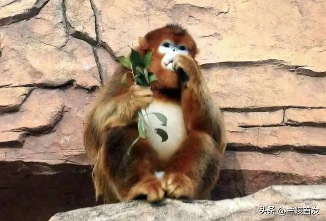 好客山东好品山东｜临沂遛娃去哪儿？初冬攻略收藏就出发～