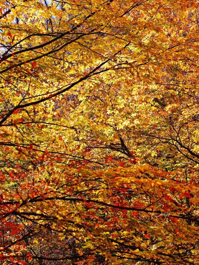 追了光雾山的红叶，这个秋天没白过！