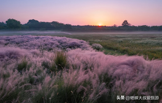 这个杭州“粉黛花海”不得了，80%人都找不到，花期一个月快冲！