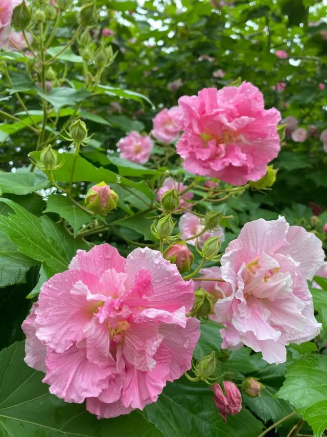 会“变脸”的花开了,醉了!去这些地方邂逅→