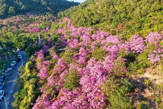惠聚美好丨冬日惠州，繁花竞放