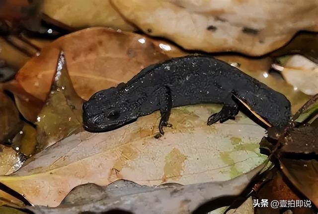 野外仅存600多只！浙江4人徒手抓26只，价值10多万