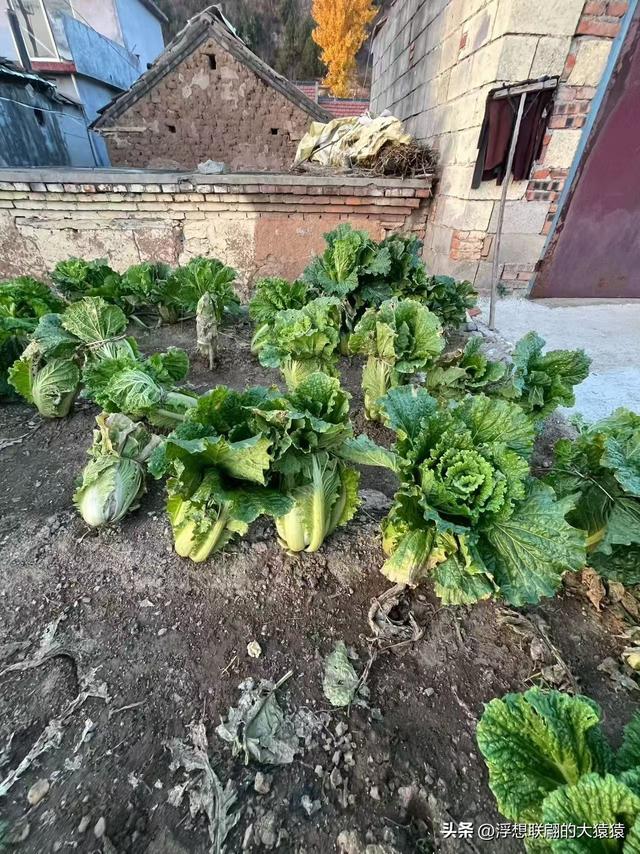 游赏过九鼎山后，我又跑到一户院里“强买”了大爷种在路边的白菜