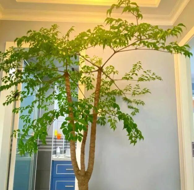 河北一太太，因在“客厅种大树”走红，好壮观，妥妥的视觉盛宴