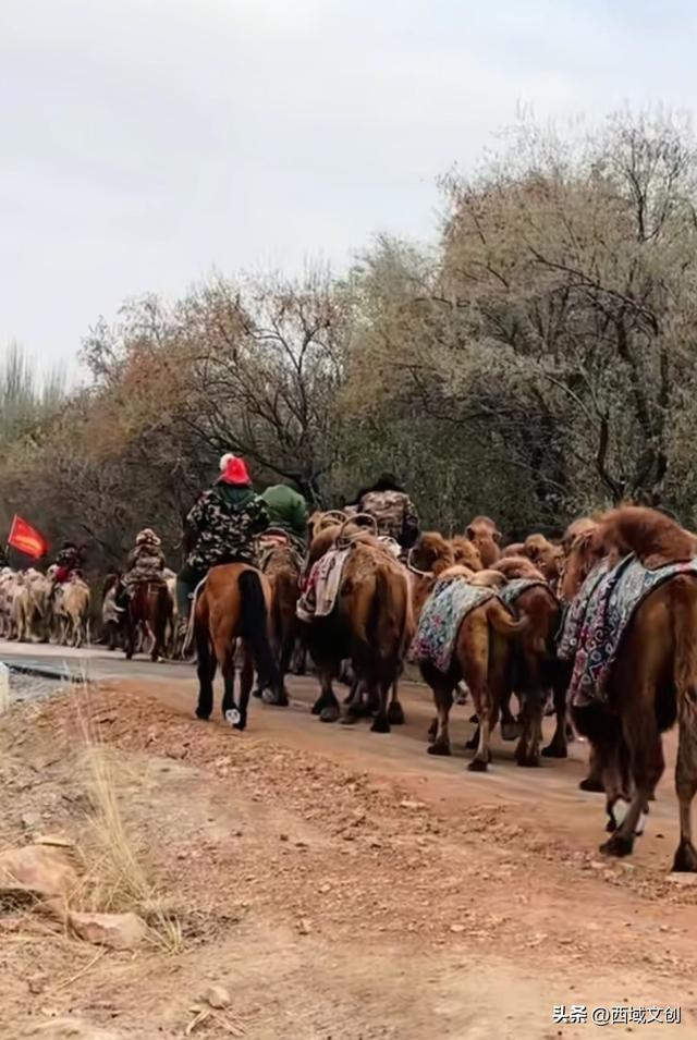 特稿｜驼铃声声传古韵 丝路古城燃篝火 张耀宇/文 焦庆祖/图