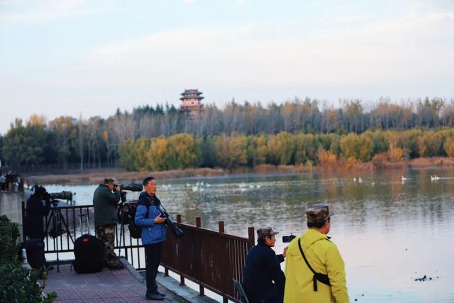 一湖初冬色，半城清欢美——三门峡苍龙湖的冬日盛景