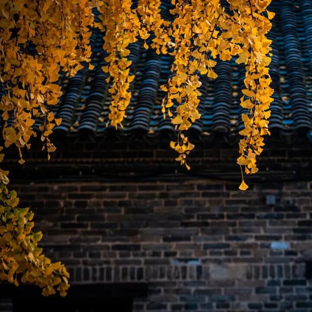 我们把台儿庄古城的秋天“晒”满了朋友圈，温柔了整座古城的初冬