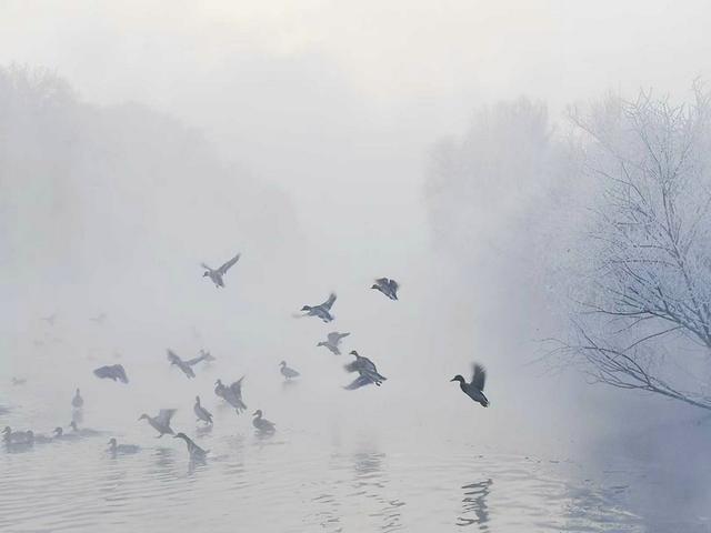 伊宁天鹅泉湿地公园：冬日里的生态诗画