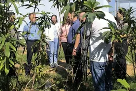 聚焦中草药种植 让“林下经济”彰显别样魅力图片