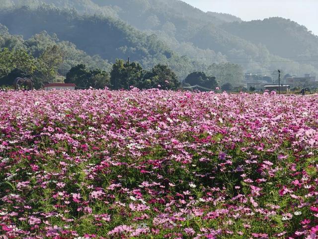 云城前锋花海，邀您来看！