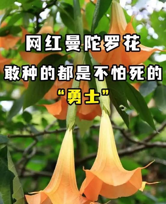 阴花不能进阳宅！这5种花“打死”也不养，家里若有？快挪走！