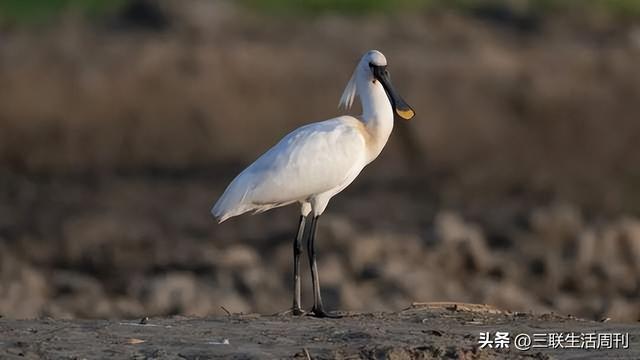 与三联同行，行走黄山不止于“雾凇限定”