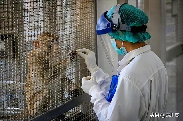美国又泄露病毒？有3只实验猴逃跑，携带新冠多种病毒，疑点重重
