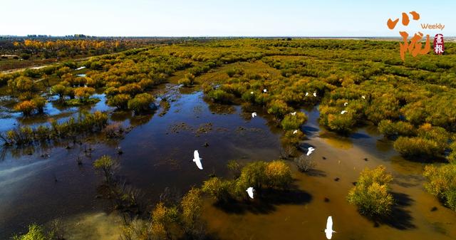 【小陇画报·435期】民勤：千顷湿地卧戈壁 续写生态新画卷