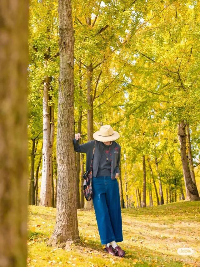 地铁直达！免费！成都20个绝美赏秋地，银杏水杉梧桐红枫限时上演！就在家门口！