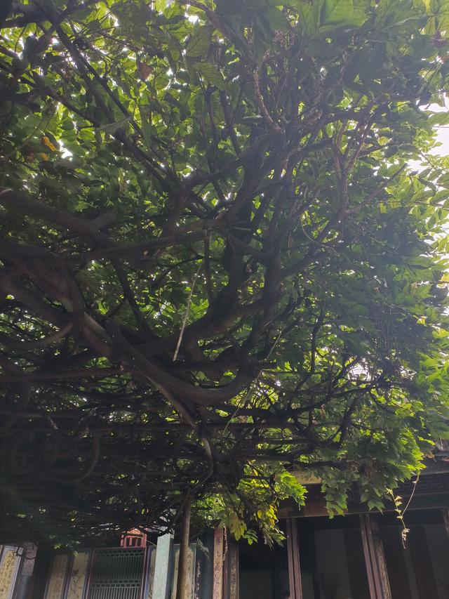 滇游行纪之四：朱家花园与团山民居