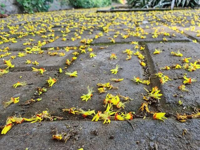 初秋限定！许昌“金色花海”等您欣赏