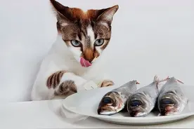 猫咪与鱼，嗜好的背后与合理饮食的抉择图片