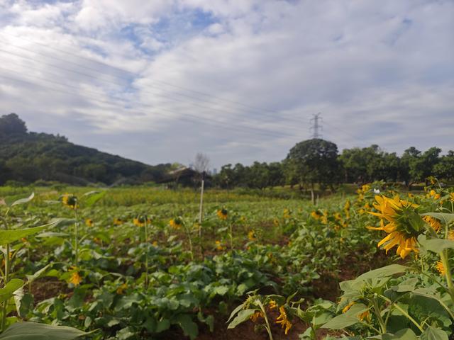 环西丽湖绿道骑行慢行随拍-动个好奇心