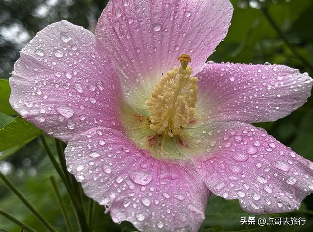 成都，最不可小看的公园，雨中超美，凉风阵阵，公共交通直达！