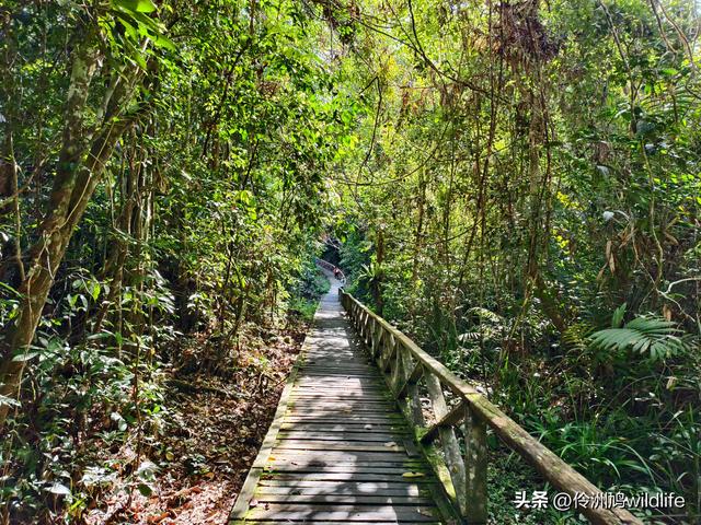 马来西亚(32)砂拉越州⑥世界遗产尼亚洞窟探险