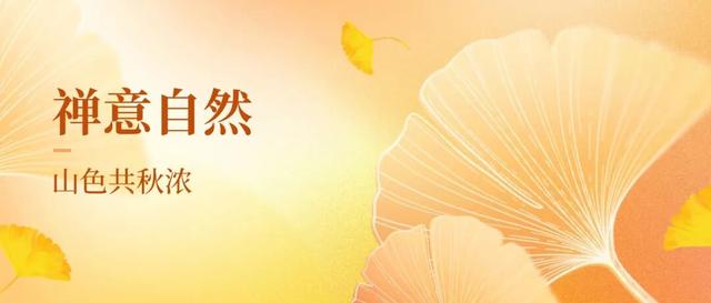 灵岩寺景区银杏即将迎来最佳观赏期