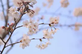 现在就出发！跟随春天的脚步去赏花图片