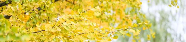 出发！感受两江绝美秋色 邂逅一园烂漫