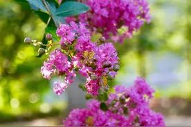 如果有小院，一定要养5种花，鲜艳亮丽花量很大，耐寒耐热开花勤图片