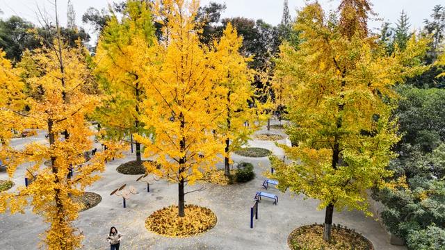 好看!好拍!郫都银杏打卡攻略→