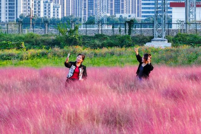 “粉色秘境”已上线！初冬必打卡！位置就在…