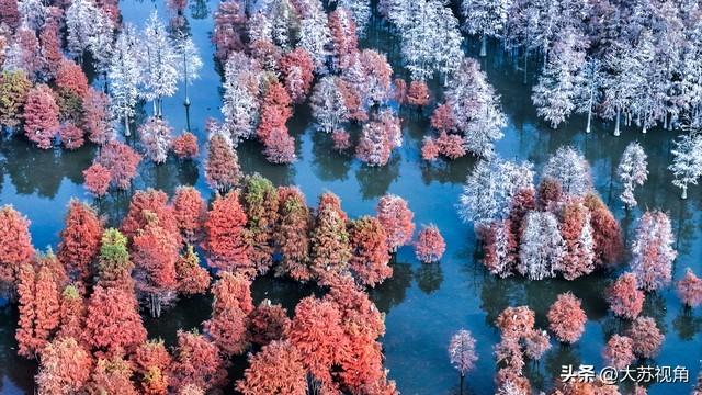 南京池杉湖5万株红杉染透湖面，珍稀鸟类扎堆，错过等一年