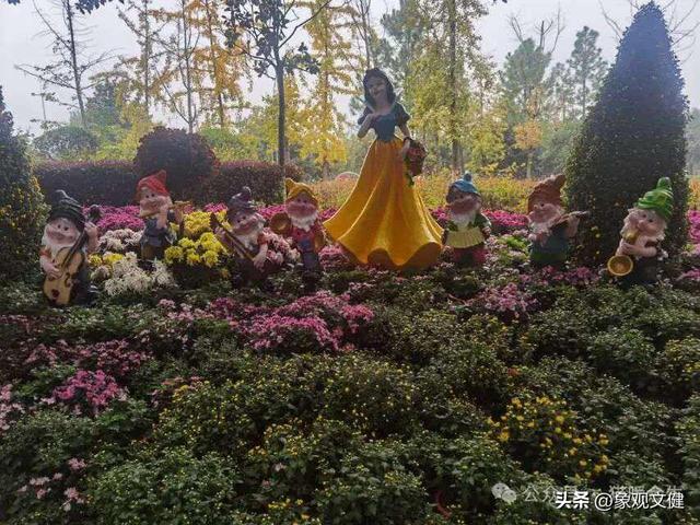 从青丝到白发——河南新野菊展有感