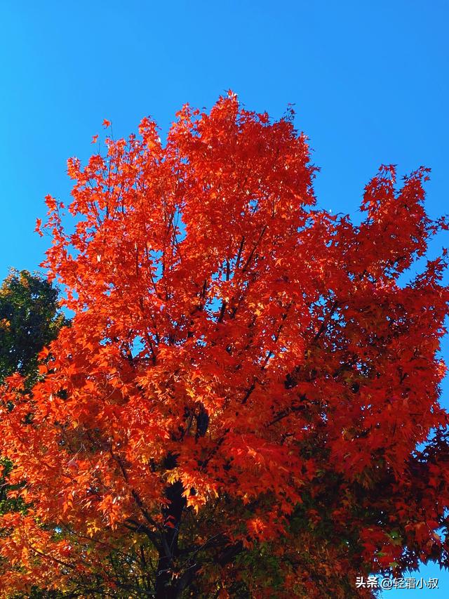 秋霜寒，秋叶艳，秋林醉，在家乡小城，邂逅一场姗姗来迟的秋景