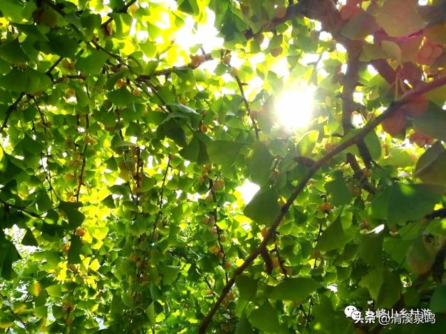 九峰大廊古银杏：岁月长青里的绿美乡愁