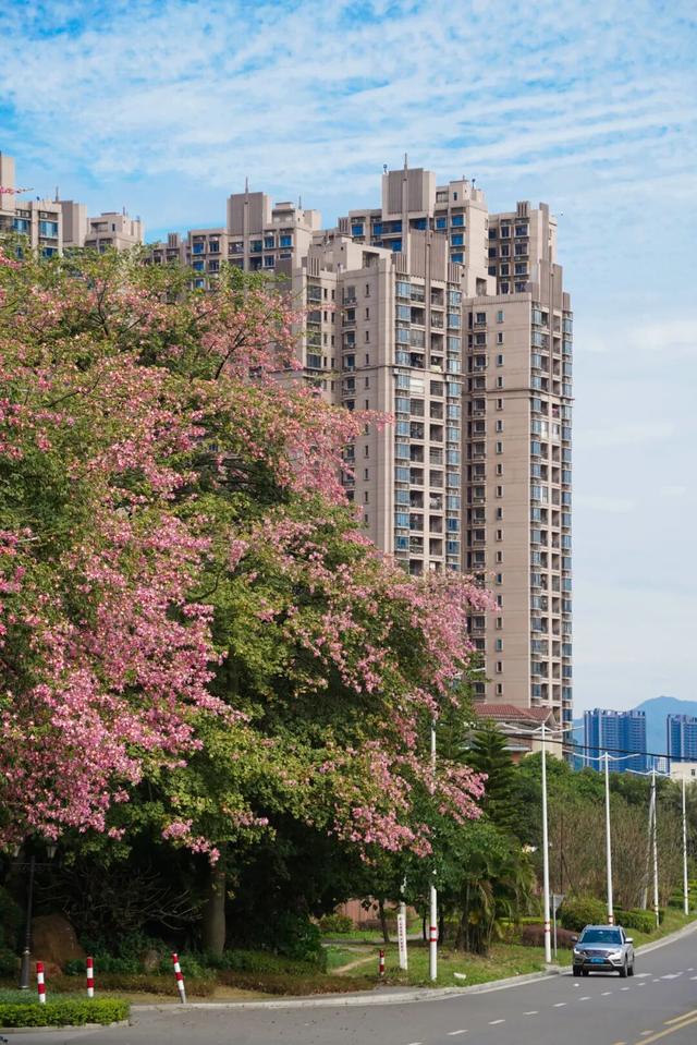 一秒圈“粉”！鼎湖的“美人树”盛情绽放