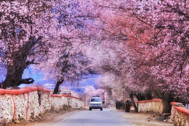 3-5月赏花季，9个优质赏花目的地，应季花海正鲜艳