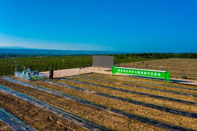 用一颗梨赚87亿？山西千年古县藏不住了，258万年前黄土埋秘密