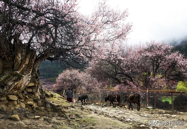 南部县寺外桃源景区：景村-乡镇-片区联动助力南西盐三县文旅发展