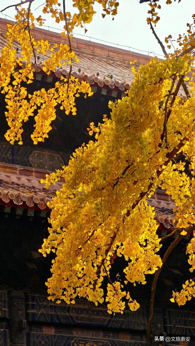 错过等一年！带你打卡岱庙里当红的「黄金擎雷银杏」，这样拾秋秒出大片！