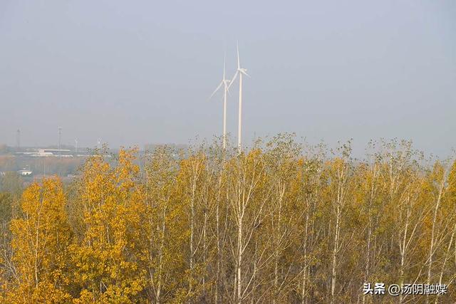 【图说岳乡】汤阴汤河国家湿地公园：初冬染彩 秋韵未歇