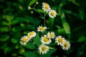 已婚男揭秘：情人关系终结标志不是断联，而是这个？图片