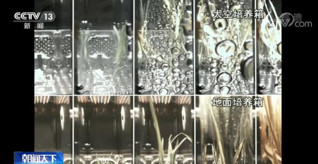 神舟二十一号升空！空间科学实验引人关注