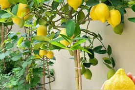 家里也能种水果，这5种美味水果，种阳台上，果子多颜值高又营养图片