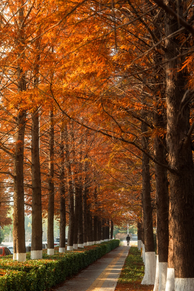 临沂「红杉」「红枫」浓度拉满，出片率100%