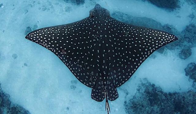 日本十大潜水圣地:潜点特色与难易度总整理