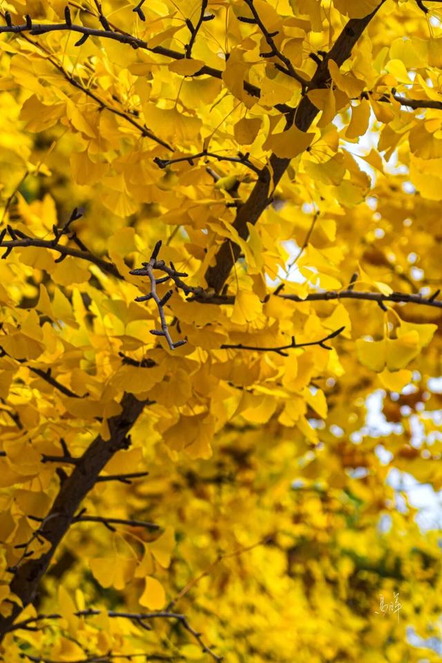 冬日限定｜临夏的初冬，是写满诗意的“人间治愈”