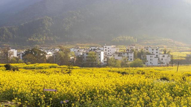 1月-3月赏花，春天适合去的10个赏花胜地，即将迎来盛花期