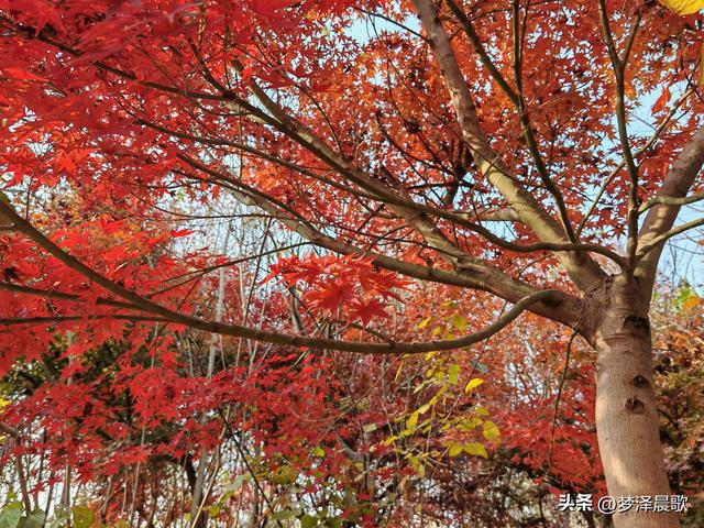 千年古城湖北云梦 冬日暖阳红枫艳